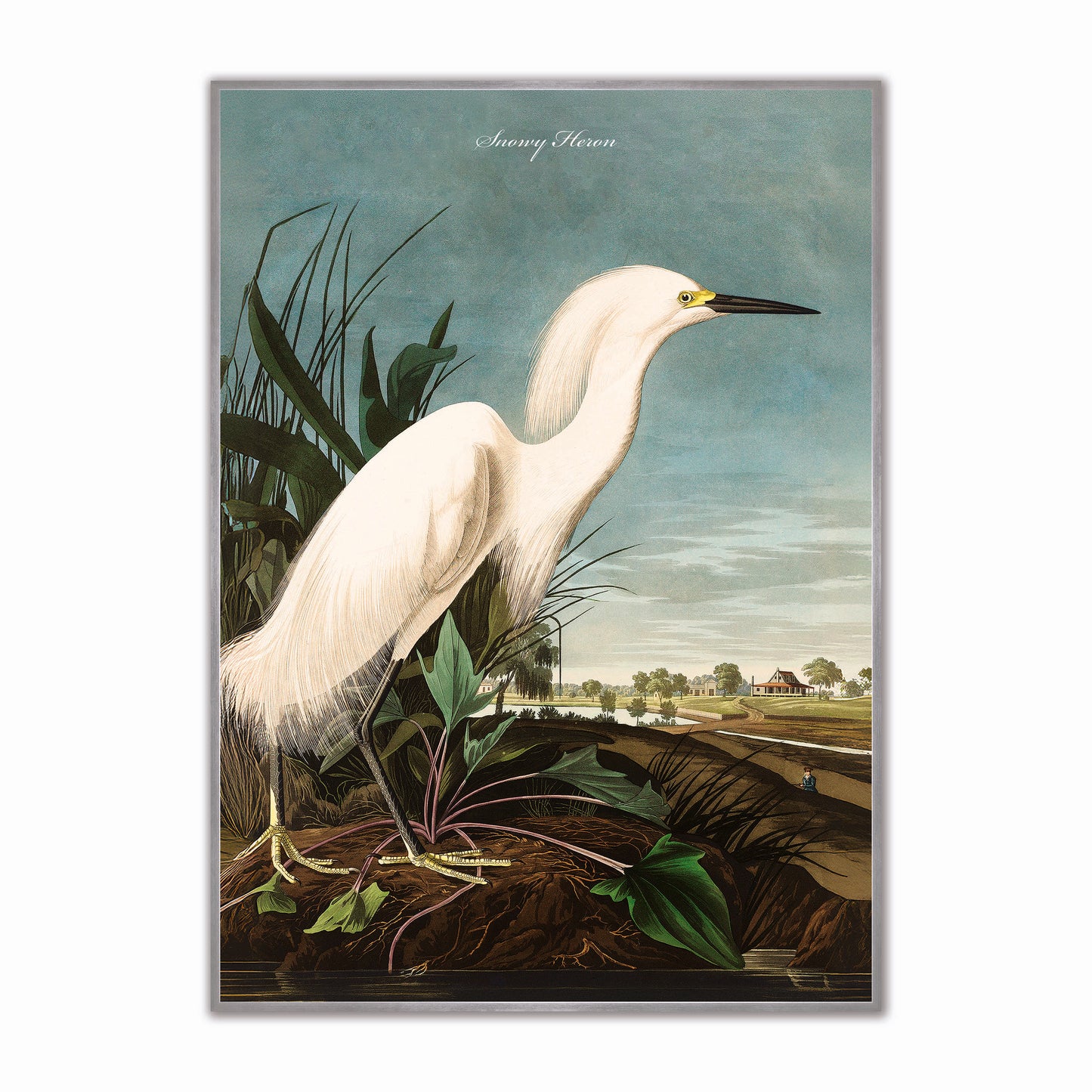 Snowy Heron Velvet Canvas