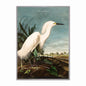 Snowy Heron Velvet Canvas