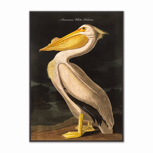 White Pelican Velvet Canvas